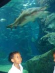 Paragon Aquarium