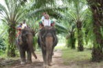 With hubby, Skye, Amani & Malaika on Elephants