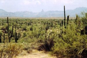 Arizona (@Phoenix Arizona, Utah & Las Vegas, USA. July 2004)