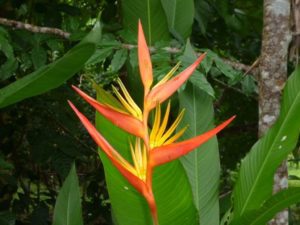 Khao Sok 2011 (Khao Sok Thailand, July 2011)