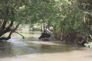 Khao Yai (Greenery Resort Hotel Khao Yai Thailand, July 2011)