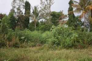 Musoma (Musoma, Tanzania)