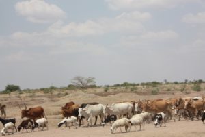 Mwanza 2011 (Mwanza Trip. Aug, 2011)