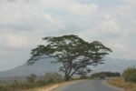 Tukielekea Morogoro, Acacia Tree