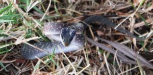 Musoma (Musoma, Tanzania)