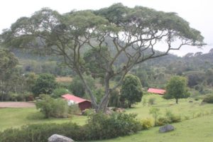 Dar 2012 (Swiss Farm Cottage Lushoto, Tanzania Part 1)