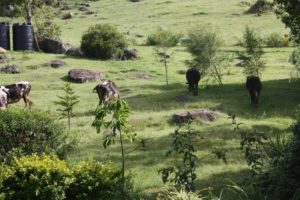 Lushoto 2012 (Lushoto, Tanzania. Mar 2012, Part 3)