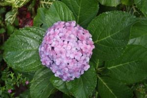 Lushoto 2012 (Lushoto, Tanzania. Mar 2012, Part 3)