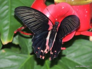 Aruba 2012 (Aruba City Tour Part I…MSC Poesia Cruise Ship Day 4, Dec 5. 2012)