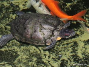 Aruba 2012 (Aruba City Tour Part I…MSC Poesia Cruise Ship Day 4, Dec 5. 2012)