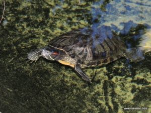 Aruba 2012 (Aruba City Tour Part I…MSC Poesia Cruise Ship Day 4, Dec 5. 2012)