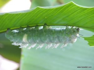 Aruba 2012 (Aruba City Tour Part I…MSC Poesia Cruise Ship Day 4, Dec 5. 2012)