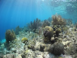 Bonaire 2012 (Snorkeling At Bonaire Island, Day 3 MSC Cruise Ship Dec 4. 2012)