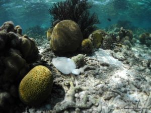 Bonaire 2012 (Snorkeling At Bonaire Island, Day 3 MSC Cruise Ship Dec 4. 2012)