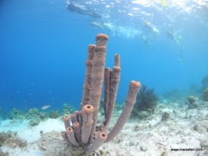 Bonaire 2012 (Snorkeling At Bonaire Island, Day 3 MSC Cruise Ship Dec 4. 2012)