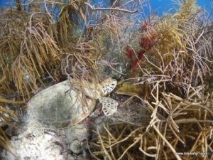 Bonaire 2012 (Snorkeling At Bonaire Island, Day 3 MSC Cruise Ship Dec 4. 2012)