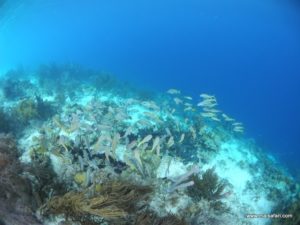 Bonaire 2012 (Snorkeling At Bonaire Island, Day 3 MSC Cruise Ship Dec 4. 2012)