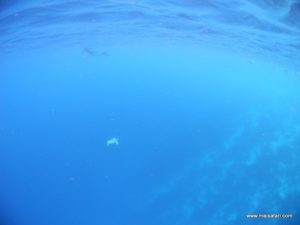Bonaire 2012 (Snorkeling At Bonaire Island, Day 3 MSC Cruise Ship Dec 4. 2012)