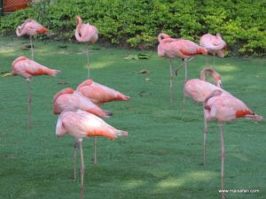 Colombia 2 (Trip To Mud Volcano In Colombia, South America, Dec 06.2012)