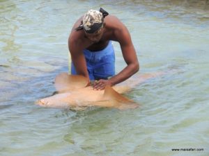 Dolphin Cove (@Dolphin Cove Jamaica. MSC Poesia Cruise Ship Day 8. Dec, 10.2012)