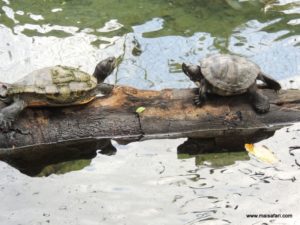 Dolphin Cove (@Dolphin Cove Jamaica. MSC Poesia Cruise Ship Day 8. Dec, 10.2012)