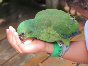 Dolphin Cove (@Dolphin Cove Jamaica. MSC Poesia Cruise Ship Day 8. Dec, 10.2012)
