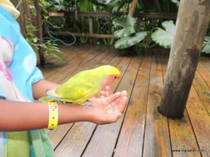 Dolphin Cove (@Dolphin Cove Jamaica. MSC Poesia Cruise Ship Day 8. Dec, 10.2012)