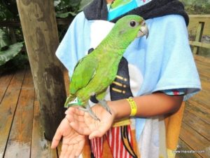 Dolphin Cove (@Dolphin Cove Jamaica. MSC Poesia Cruise Ship Day 8. Dec, 10.2012)