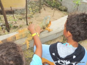 Dolphin Cove (@Dolphin Cove Jamaica. MSC Poesia Cruise Ship Day 8. Dec, 10.2012)