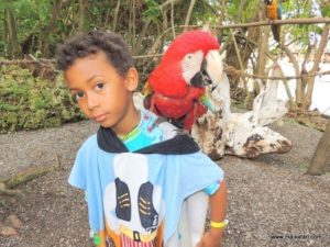 Dolphin Cove (@Dolphin Cove Jamaica. MSC Poesia Cruise Ship Day 8. Dec, 10.2012)