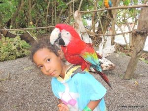 Dolphin Cove (@Dolphin Cove Jamaica. MSC Poesia Cruise Ship Day 8. Dec, 10.2012)