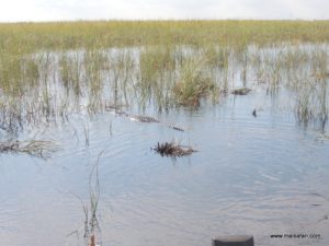 Fort Lauderdale (Everglades Air Boat @ Fort Lauderdale Florida USA Dec 11. 2012)