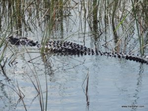 Fort Lauderdale (Everglades Air Boat @ Fort Lauderdale Florida USA Dec 11. 2012)
