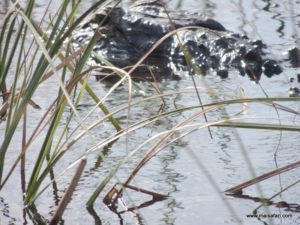 Fort Lauderdale (Everglades Air Boat @ Fort Lauderdale Florida USA Dec 11. 2012)