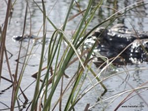 Fort Lauderdale (Everglades Air Boat @ Fort Lauderdale Florida USA Dec 11. 2012)
