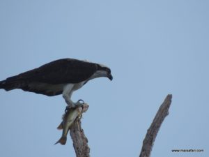 Fort Lauderdale (Everglades Air Boat @ Fort Lauderdale Florida USA Dec 11. 2012)
