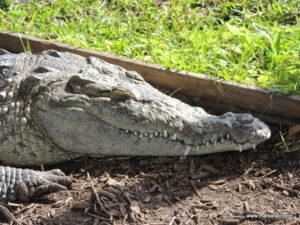 Fort Lauderdale (Everglades Air Boat @ Fort Lauderdale Florida USA Dec 11. 2012)