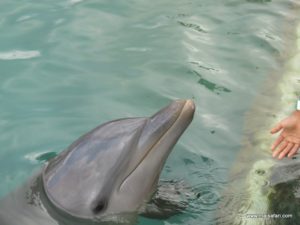 Dolphin Cove Jamaica (Kiss from a Dolphin @ Dolphin Cove In Jamaica, Dec 10. 2012)