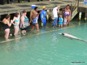 Dolphin Cove Jamaica (Kiss from a Dolphin @ Dolphin Cove In Jamaica, Dec 10. 2012)