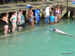 Dolphin Cove Jamaica (Kiss from a Dolphin @ Dolphin Cove In Jamaica, Dec 10. 2012)