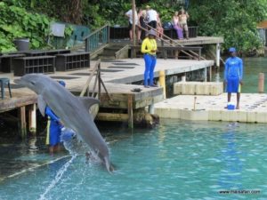 Dolphin Cove Jamaica (Kiss from a Dolphin @ Dolphin Cove In Jamaica, Dec 10. 2012)