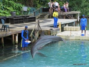 Dolphin Cove Jamaica (Kiss from a Dolphin @ Dolphin Cove In Jamaica, Dec 10. 2012)