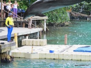 Dolphin Cove Jamaica (Kiss from a Dolphin @ Dolphin Cove In Jamaica, Dec 10. 2012)