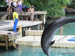 Dolphin Cove Jamaica (Kiss from a Dolphin @ Dolphin Cove In Jamaica, Dec 10. 2012)