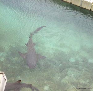 Dolphin Cove (@Dolphin Cove Jamaica. MSC Poesia Cruise Ship Day 8. Dec, 10.2012)