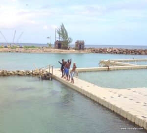 Dolphin Cove (@Dolphin Cove Jamaica. MSC Poesia Cruise Ship Day 8. Dec, 10.2012)