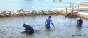 Dolphin Cove (@Dolphin Cove Jamaica. MSC Poesia Cruise Ship Day 8. Dec, 10.2012)