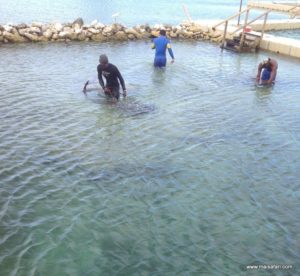 Dolphin Cove (@Dolphin Cove Jamaica. MSC Poesia Cruise Ship Day 8. Dec, 10.2012)