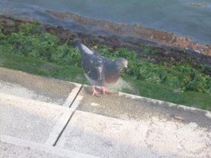 P1050536 (Our around the world trip Nov-Dec, 2013-Venice, Italy-Day 1)