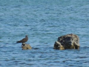 DSCN4951 (Aitutaki, Cook Islands-Our around the world trip Nov-Dec 2013)